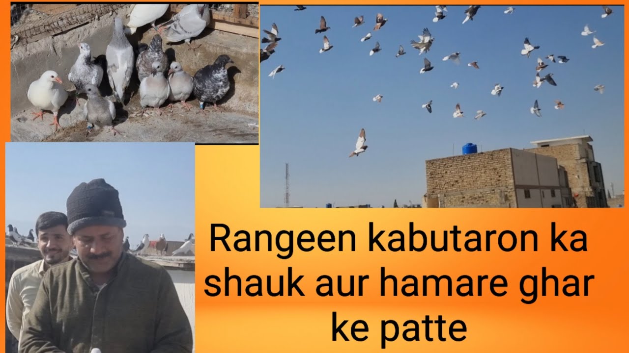 Aaj ke shauk mein aapko rangeen kabutaron ka shauk aur apne patton ka shauk aur jo mehman #pakistan 