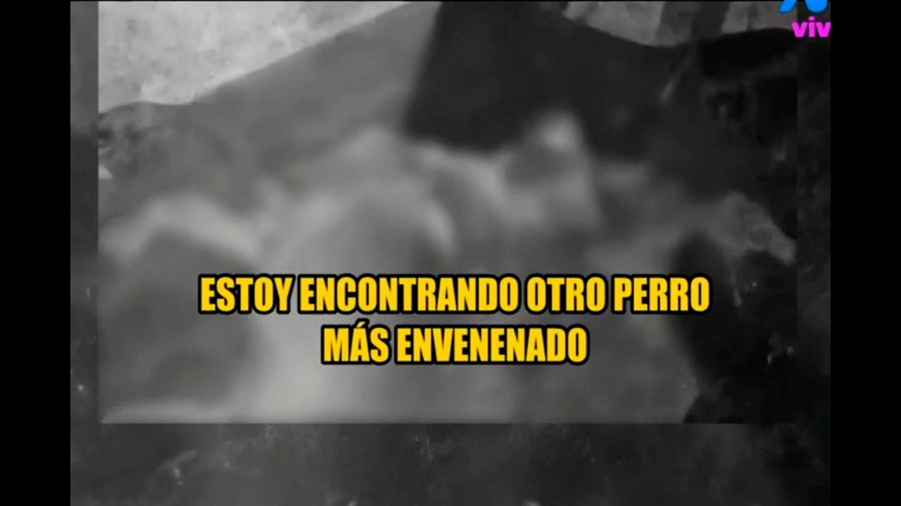 ¡Repudiable maltrato animal! Perritos adoptados por una pareja fueron envenenados en Chaclacayo