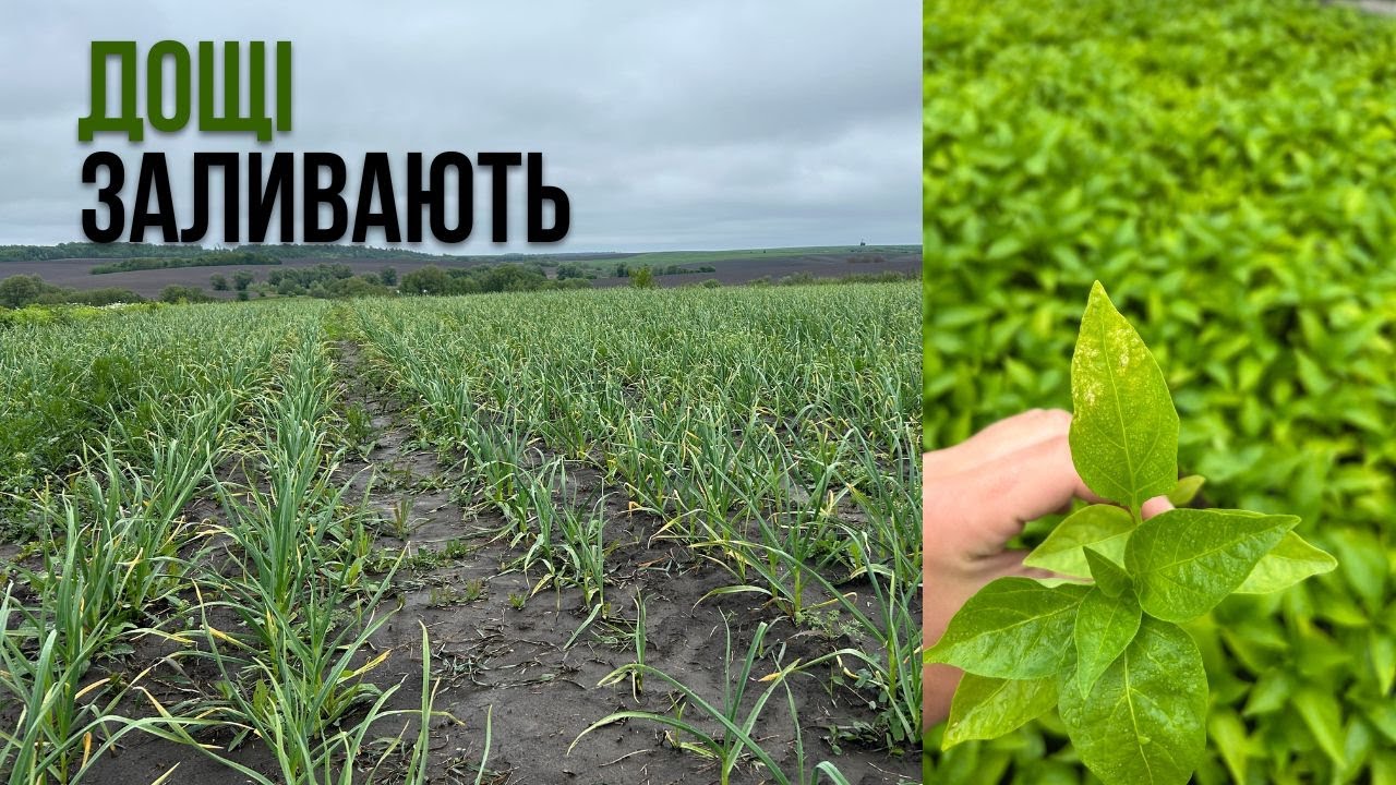 ЧАСНИК СТРЕСУЄ. ПОМІДОРА КИДАЄ ЦВІТ, а КАПУСТА ЖИВЕ СВОЇМ ЖИТТЯМ. ОГЛЯД ПОЛІВ.