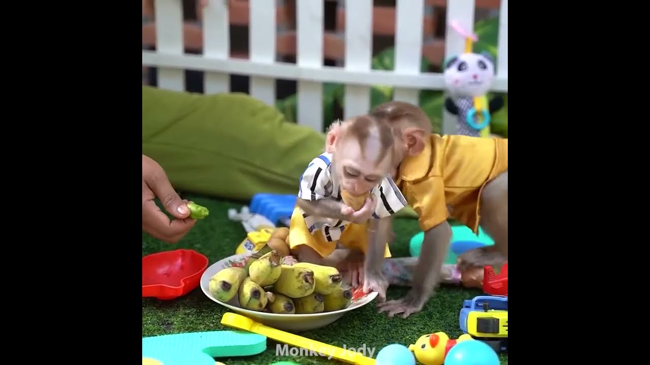 P ity Small Jody No Food To Eat Cuz Of Big Monkeys