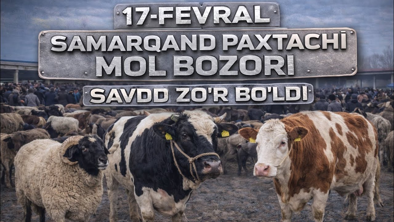 17 феврал 🔥 САМАРКАНД ПАХТАЧИ ЧУКУР МОЛ БОЗОРИ ЗУР БУЛДИ || РЕАЛ САВДОЛАР