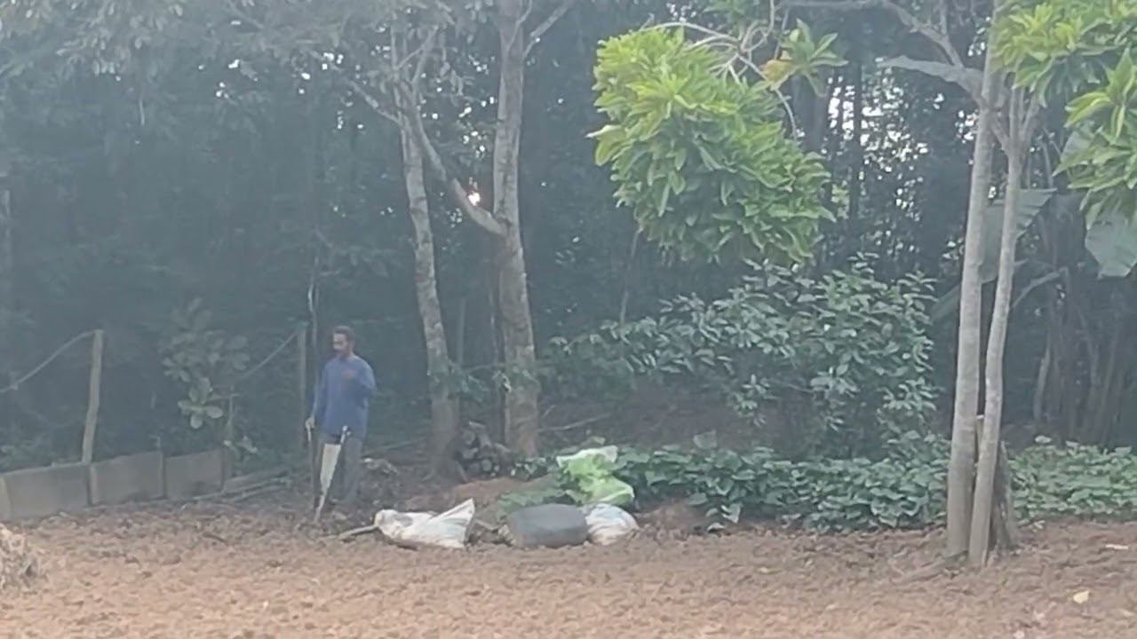 Plantando arroz a moda antiga 