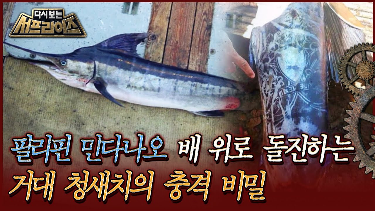 [다시보는 서프라이즈] 필리핀 민다나오 섬, 배 위로 돌진하는 거대 청새치의 충격 비밀 | MBC190217방송