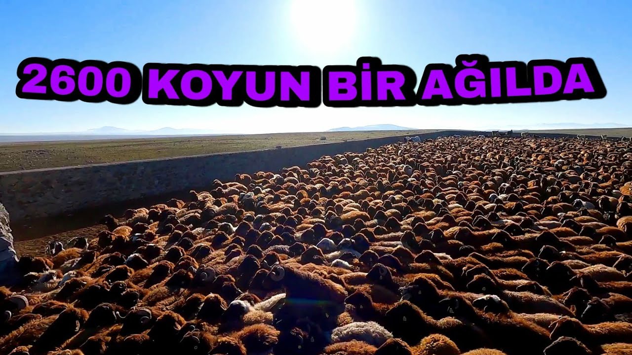 GECE İÇİN SICAK BİR YER BULDUK--KOYUNLAR AĞILA GİRDİ BİZDE KULÜBEYE GİRDİK(29.gün)