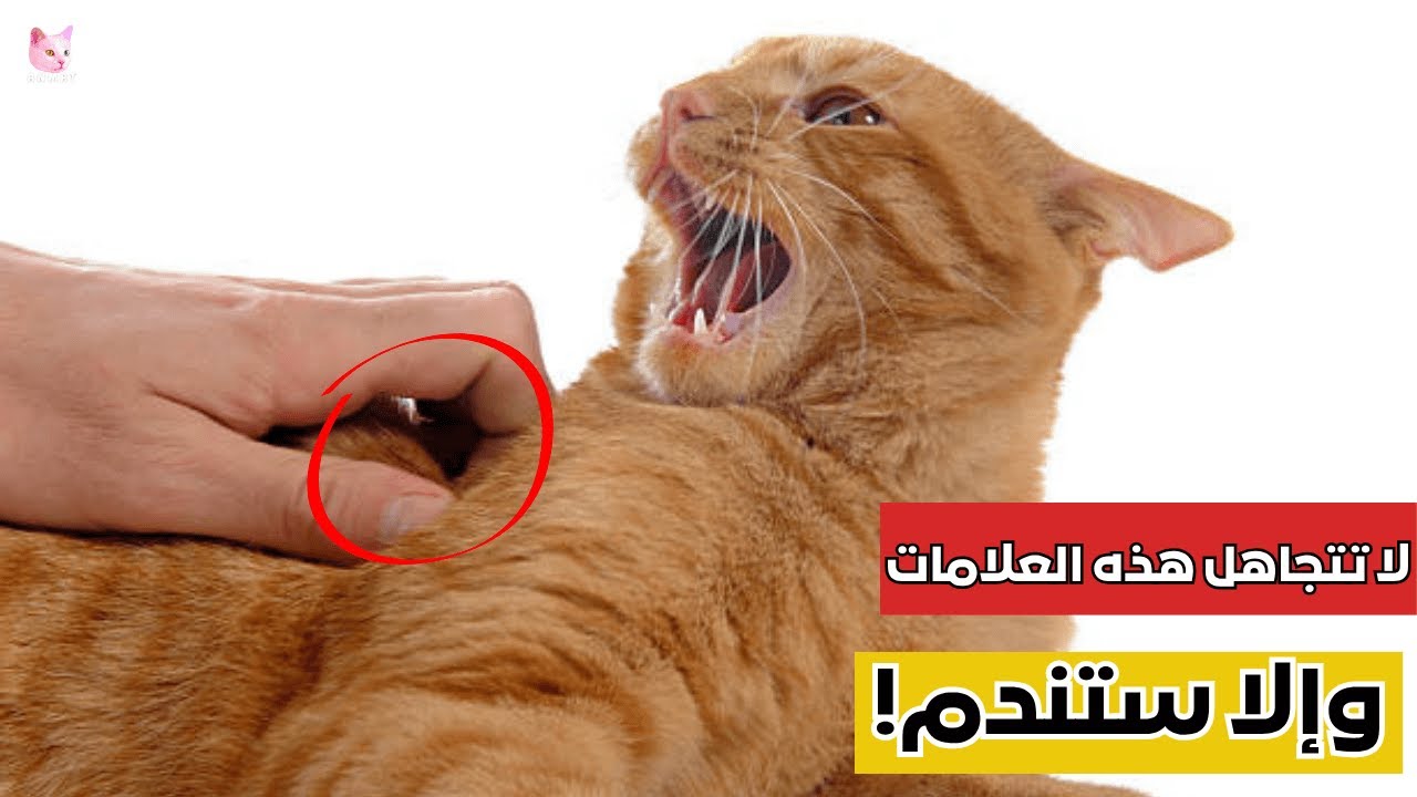10 إشارات خفية تؤكد أن قطتك لا تحبك… رقم 9 ستصدمك!