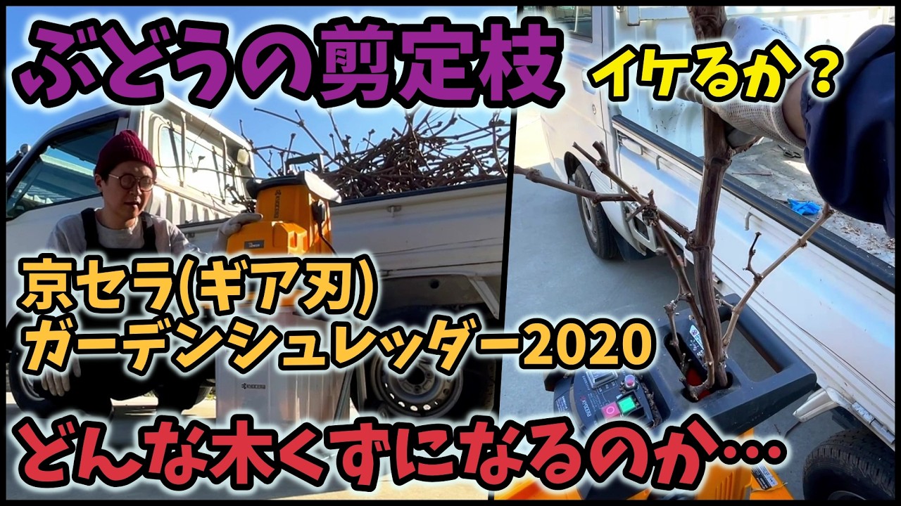 【ぶどう🍇】木くず具合の確認【資材】京セラ(RYOBI)ぶどうの剪定枝チャレンジ【ガーデンシュレッダー2020ギア刃】佐賀県吉野ヶ里町で果樹栽培日誌＃ぶどう栽培#シャインマスカット