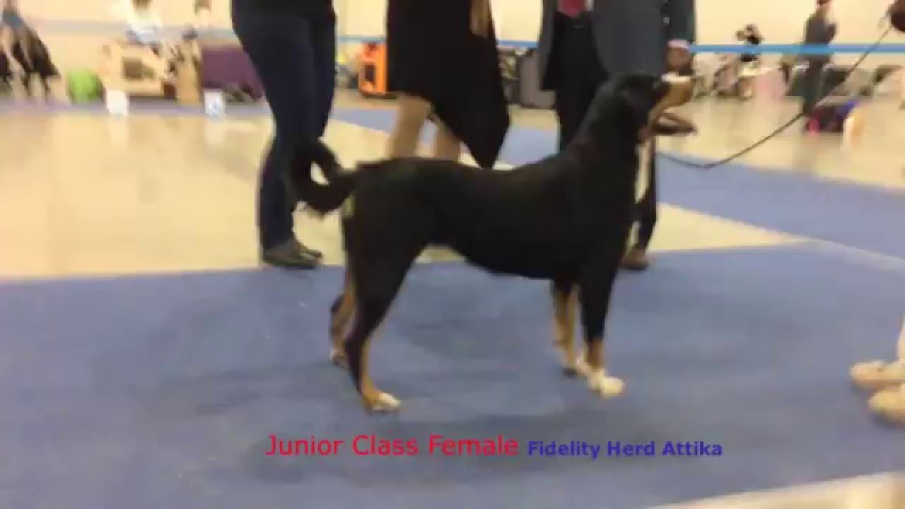 Appenzeller Sennenhund - CACIB "Россия 2015"