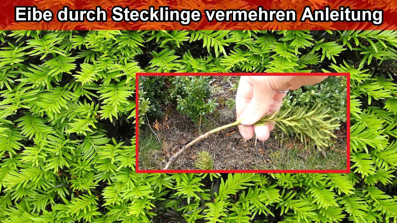 Eibe durch Steckline stecken vermehren  &ndash; Eiben durch Ableger vermehren & selber ziehen Anleitung