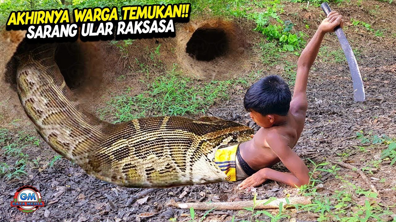 Merinding!! Penemuan Sarang Ular Raksasa Paling Mengerikan, Ada Ribuan Ular Berbisa Di Lobangnya