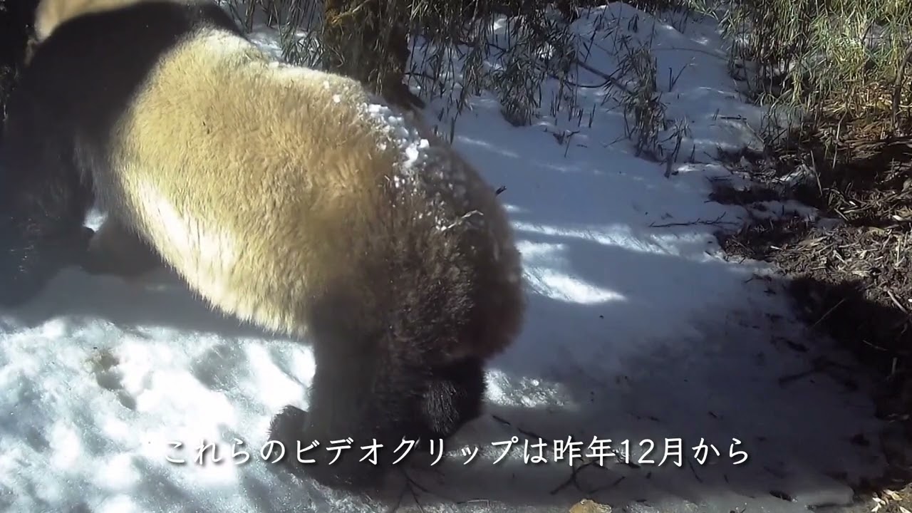 ジャイアントパンダ、繁殖期に入り「パートナー探し」を始めた