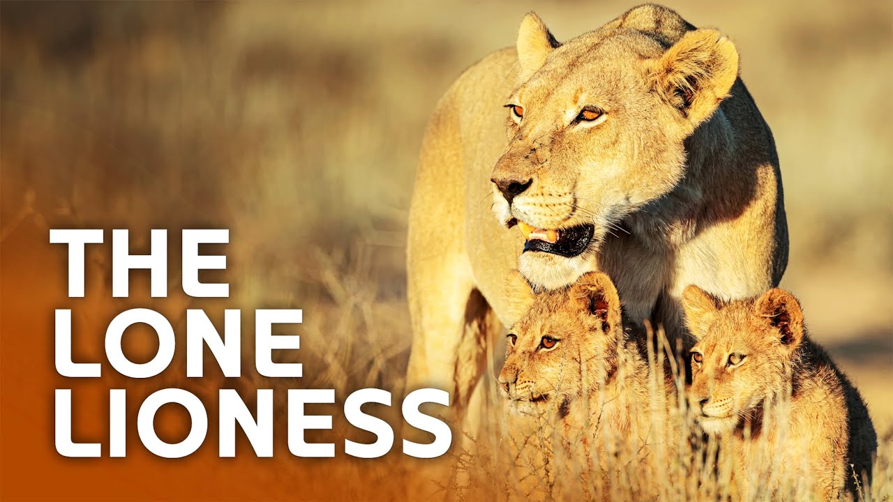 The Lioness Who Took On A Pride To Save Her Cubs