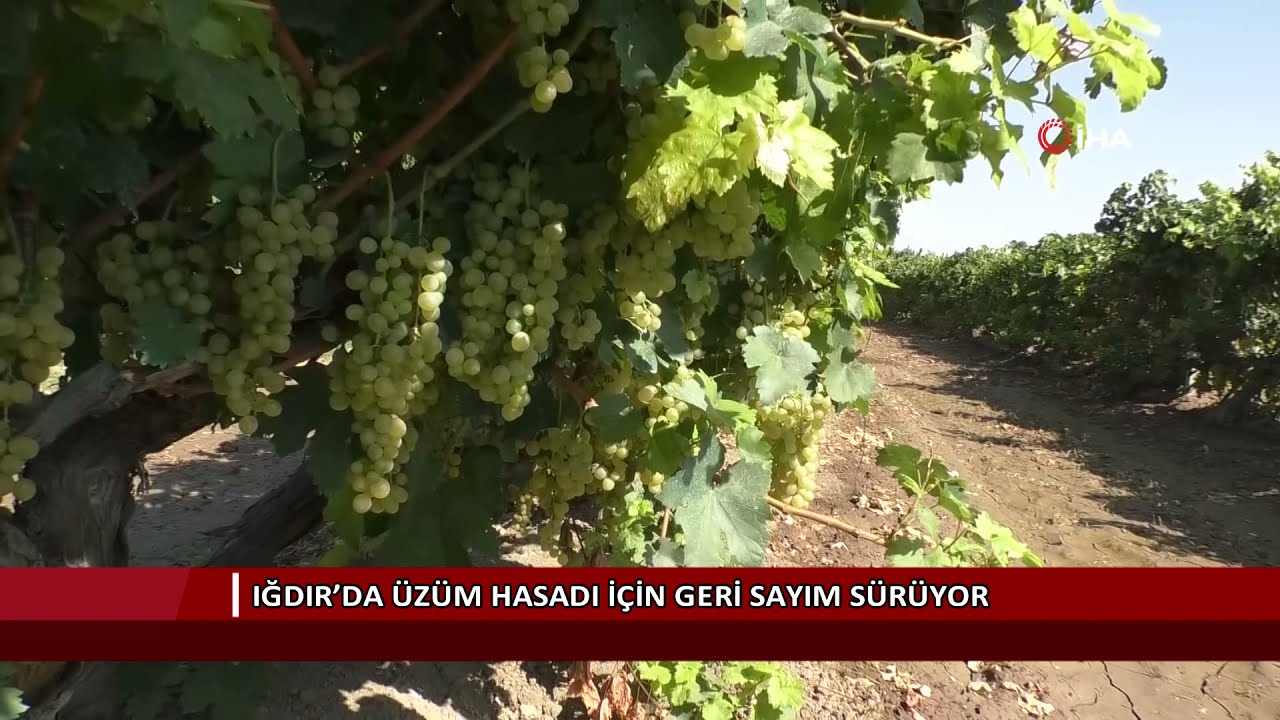 Iğdır’da üzüm hasadı için geri sayım sürüyor