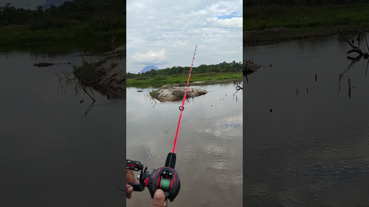 Mancing casting Toman #foryou #viralvideo #mancing #angler #fyp #toman #ikan