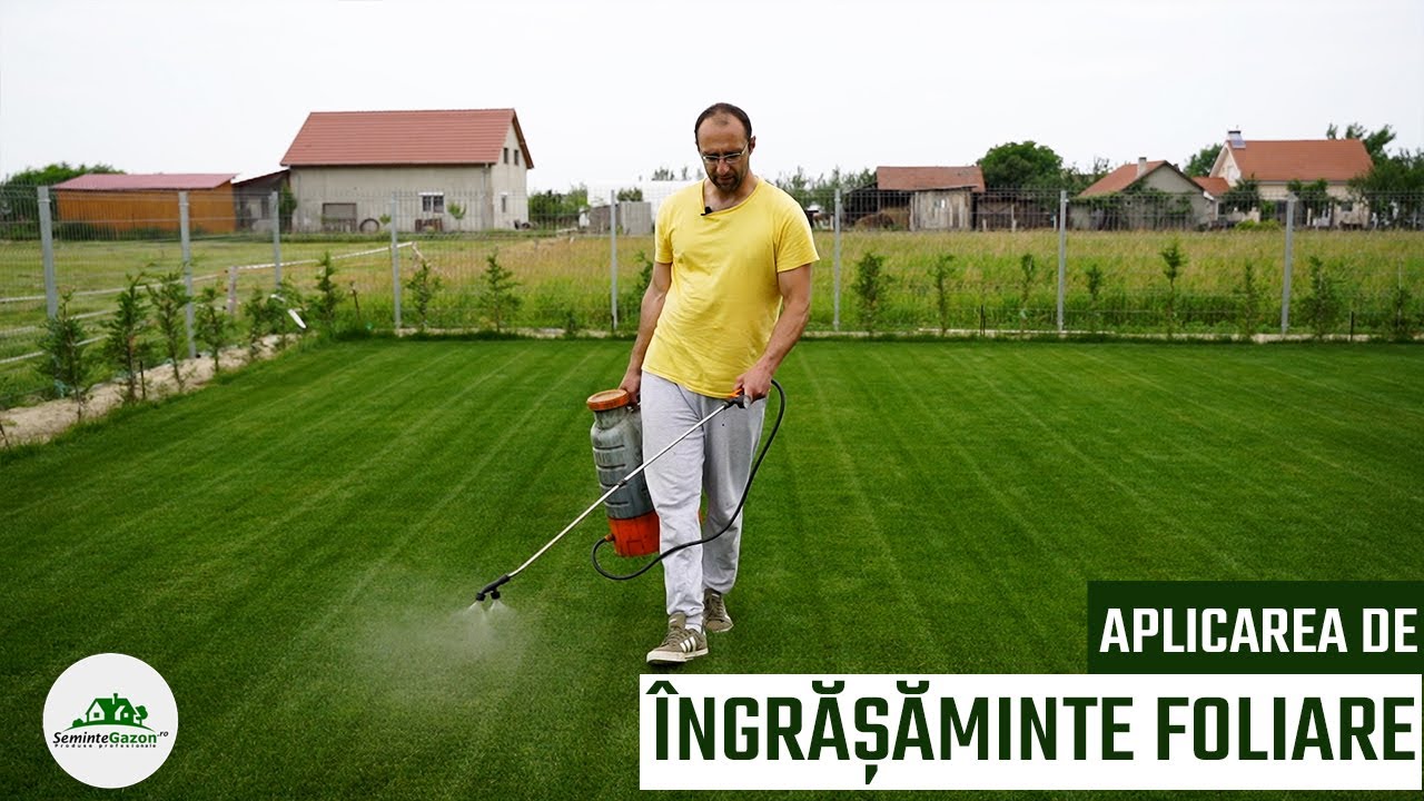 Cum aplicăm corect îngrășăminte  foliare pentru gazon? Exemple de îngrășăminte și beneficiile lor!