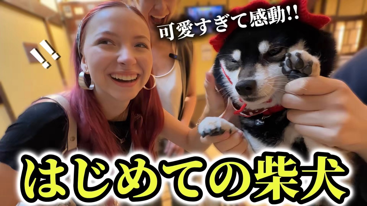 「これが日本の柴犬!!」 初めての柴犬に外国人の感動が止まらない!!【外国人の反応】
