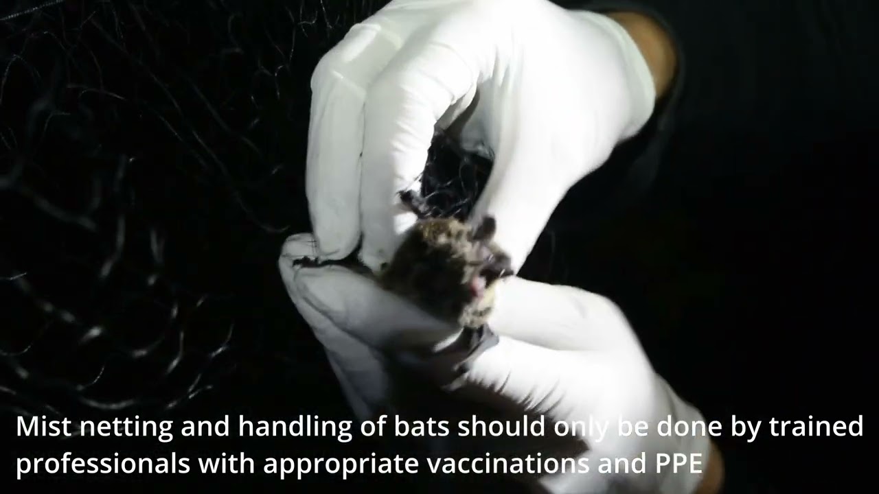 Mist netting bats Instructional by Cori Lausen  - Video by Jordi Segers CWHC