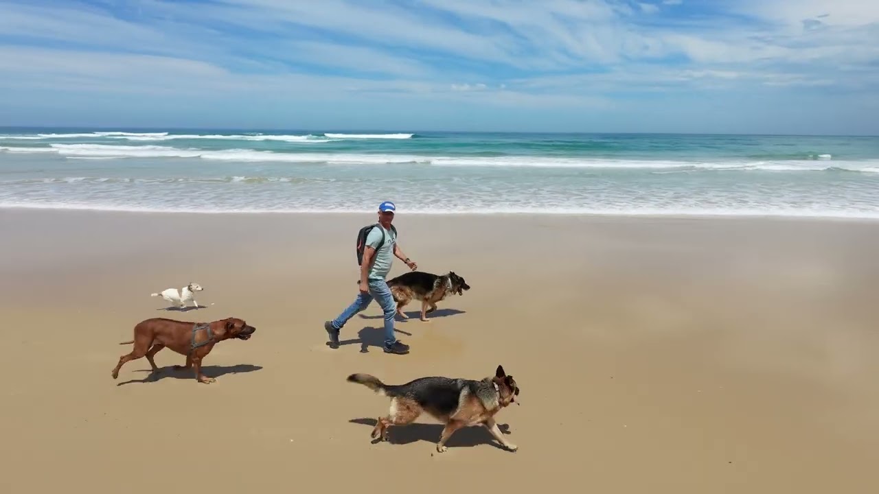 Dogs Maitland