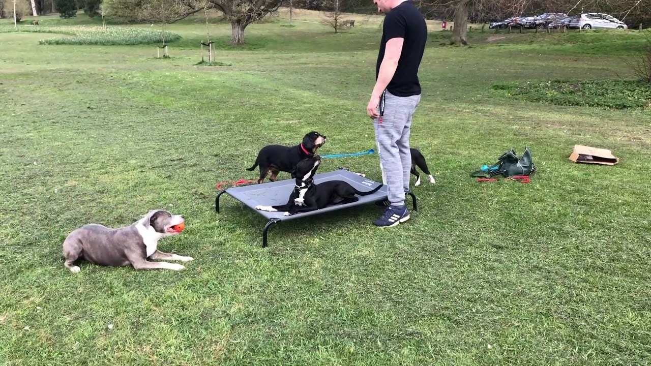 Excitable Staffy Jack Russell Cross | Leroy | Dog Training in London