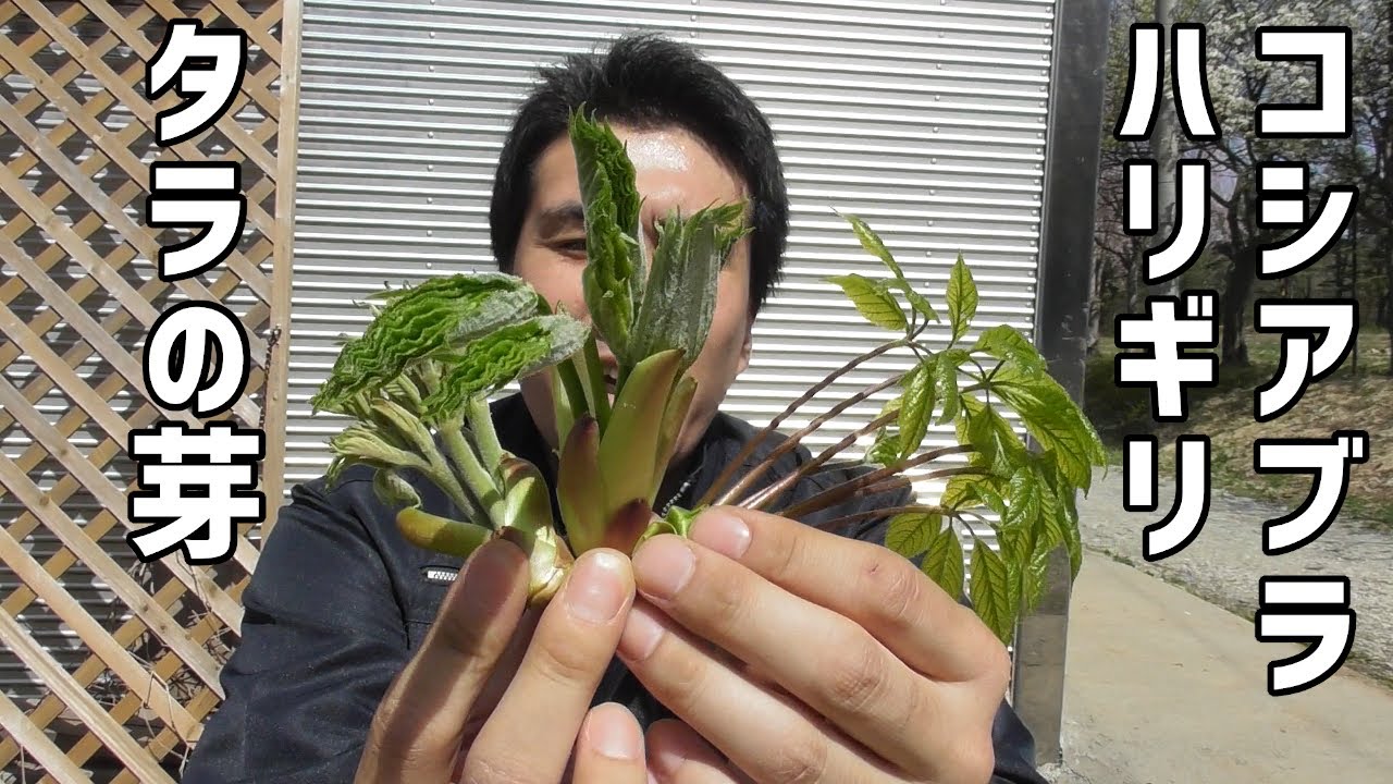 春の山菜【タラの芽】【コシアブラ】【ハリギリ】