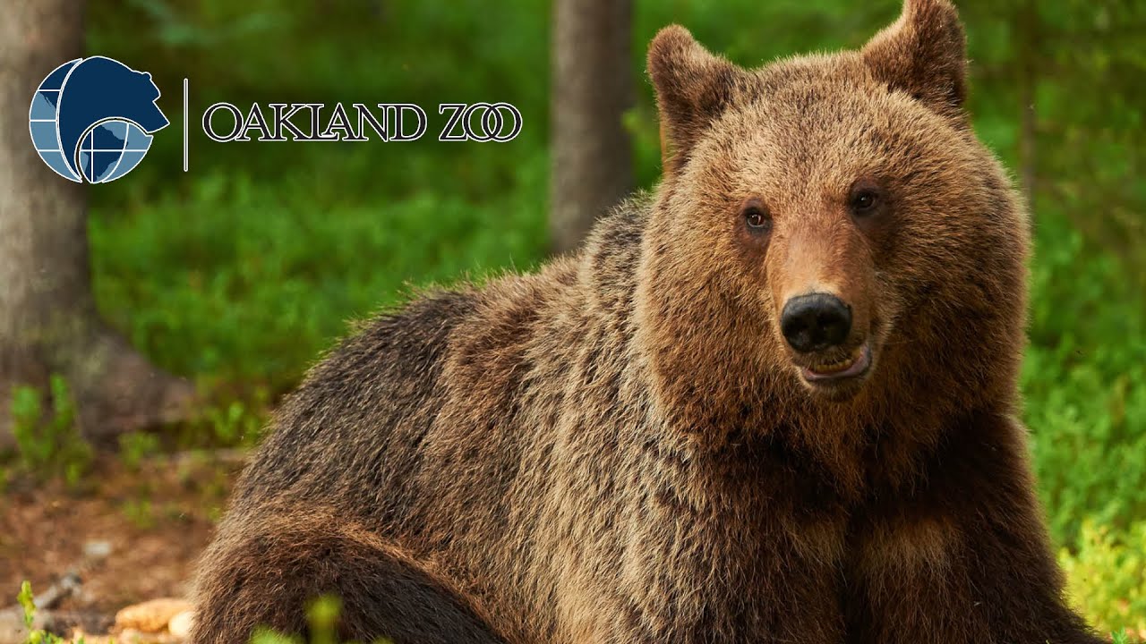 Coastal Brown Bear vs Grizzly Bear | Feeding Bears At Oakland Zoo