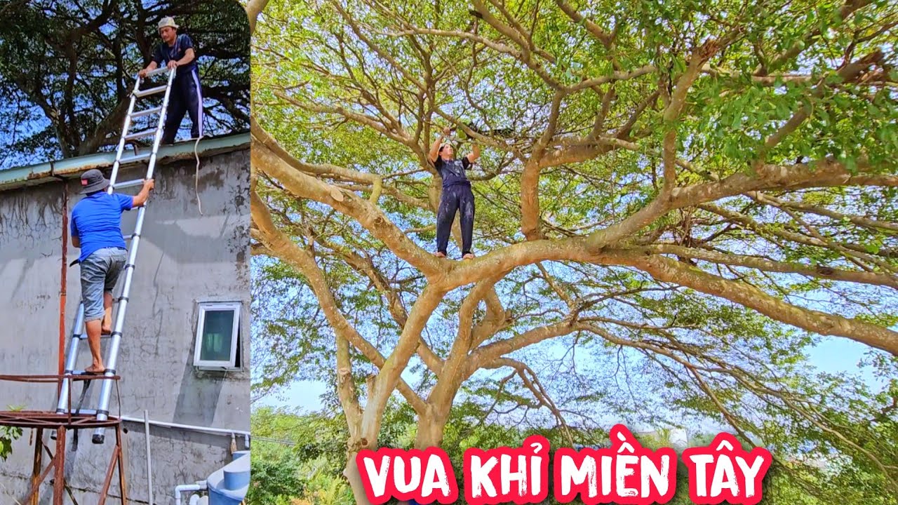 Cây Bàng Đài Loan có hình thù Q.u.á.i dị và cách xử lý cây Bàng của Vua Khỉ (Phần 1).