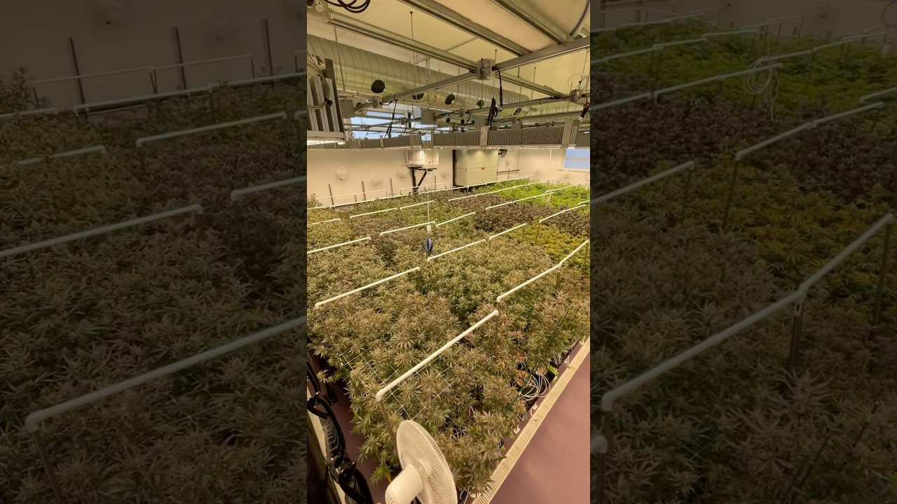 #gardening #farming #cannabis