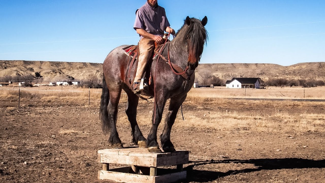 Reverend - 6 yr old bay roan draft, 16.3 hh. Consigned to BLS 3/28/26. Dennis Yutzy (307) 271-1999 