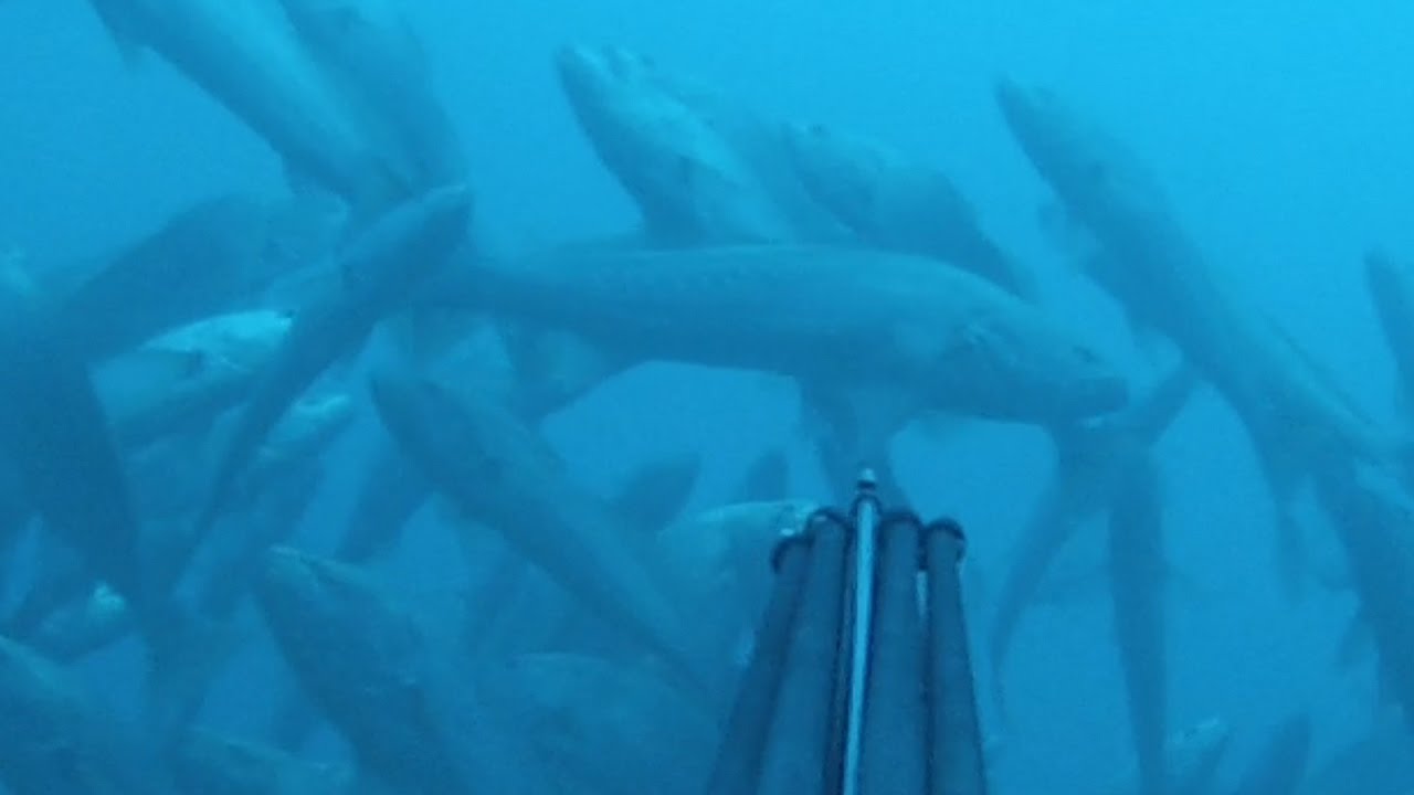 CORVINAS GIGANTES DEL ESTRECHO
