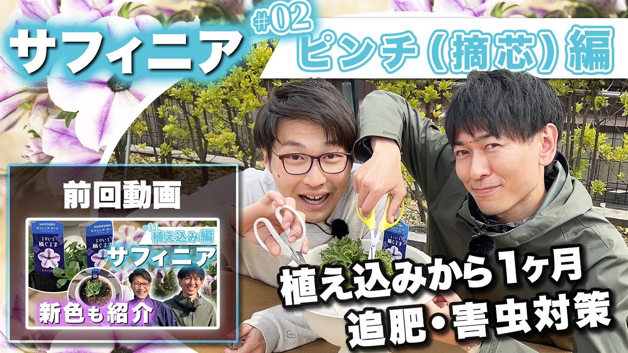 サフィニア　摘心（ピンチ）編！新色「るりいろ風ぐるま」の生育の様子もご紹介【ペチュニア】