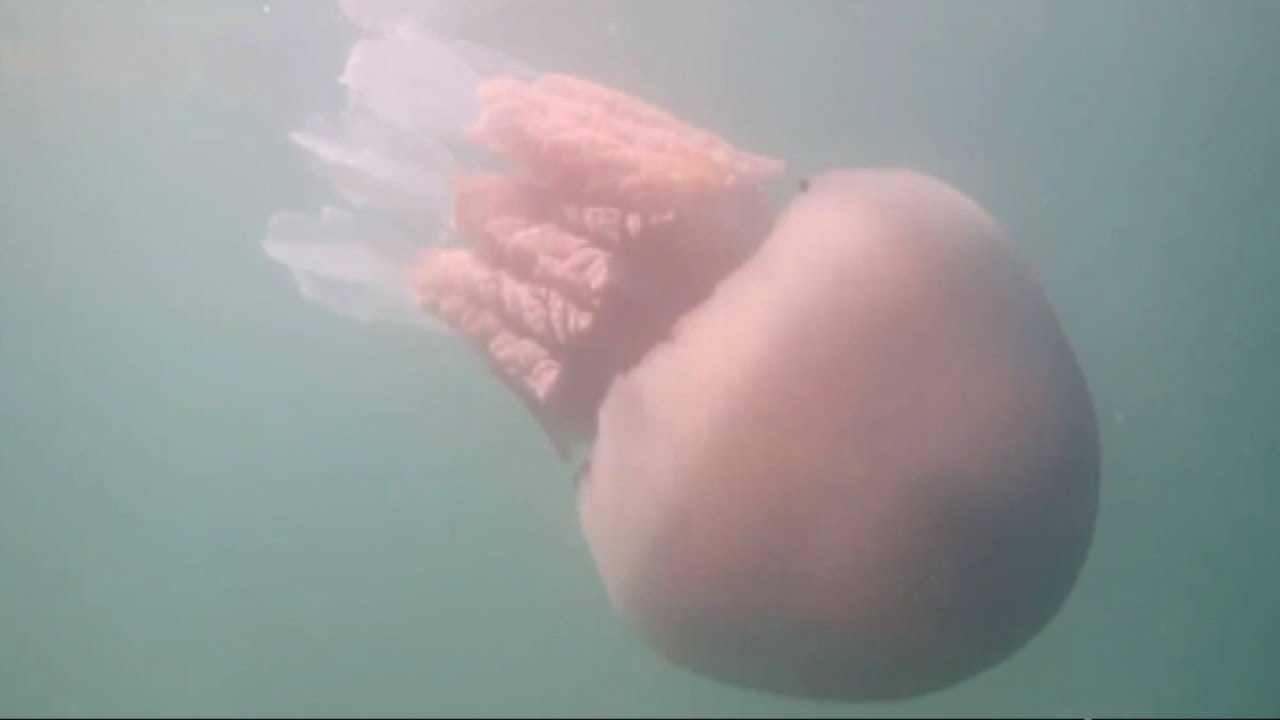 Huge 20kg jellyfish spotted off Cornwall coast