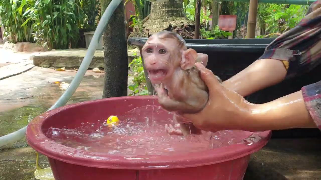 Oh, cute baby monkey Yoya extreme while mom take bathing
