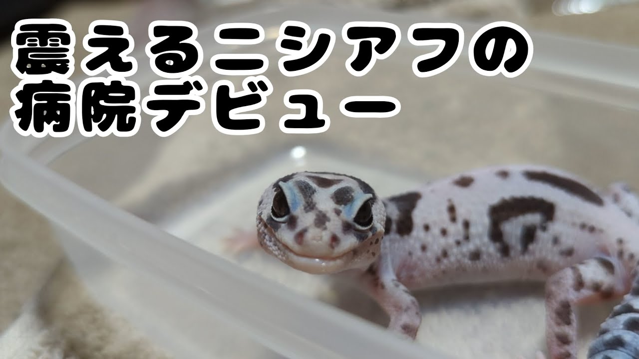 ニシアフのベビ、止まらない震えで病院へ #ニシアフリカトカゲモドキ #爬虫類 