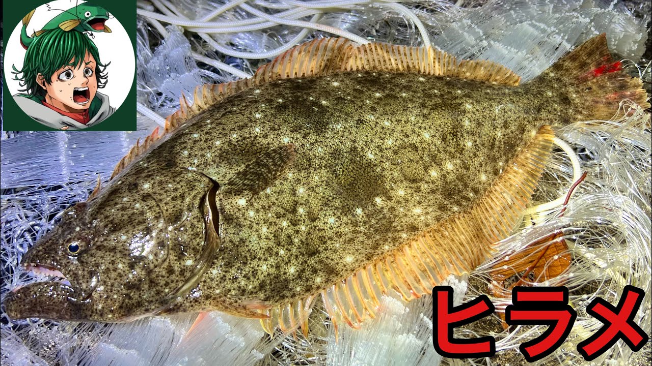 ホモサピさんと巨大ヒラメや高級食材が大発生する港で投網してみたら？