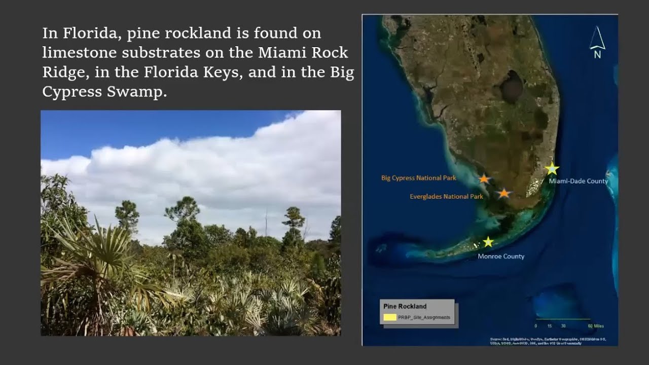 A Bedrock Business Plan: Saving the Last of South Florida&rsquo;s Pine Rocklands