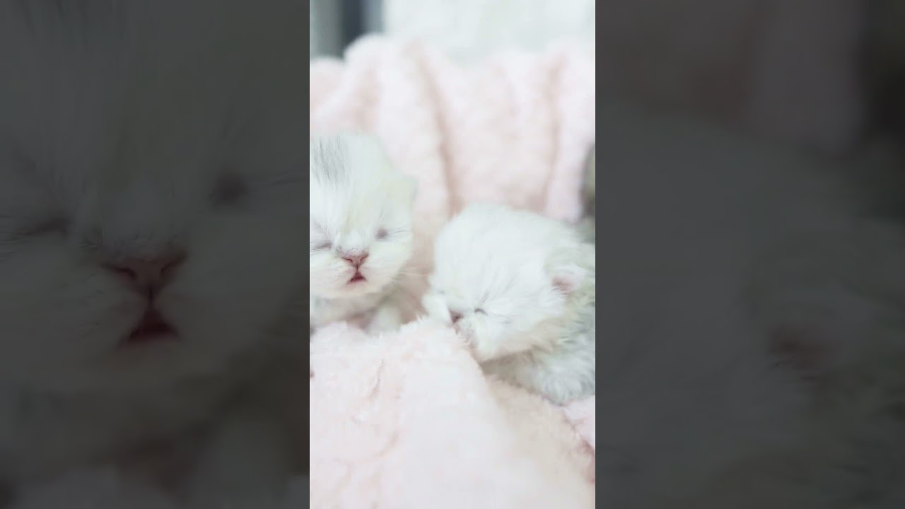 The Sweetest Kitten Cuddle Party Ever!😻