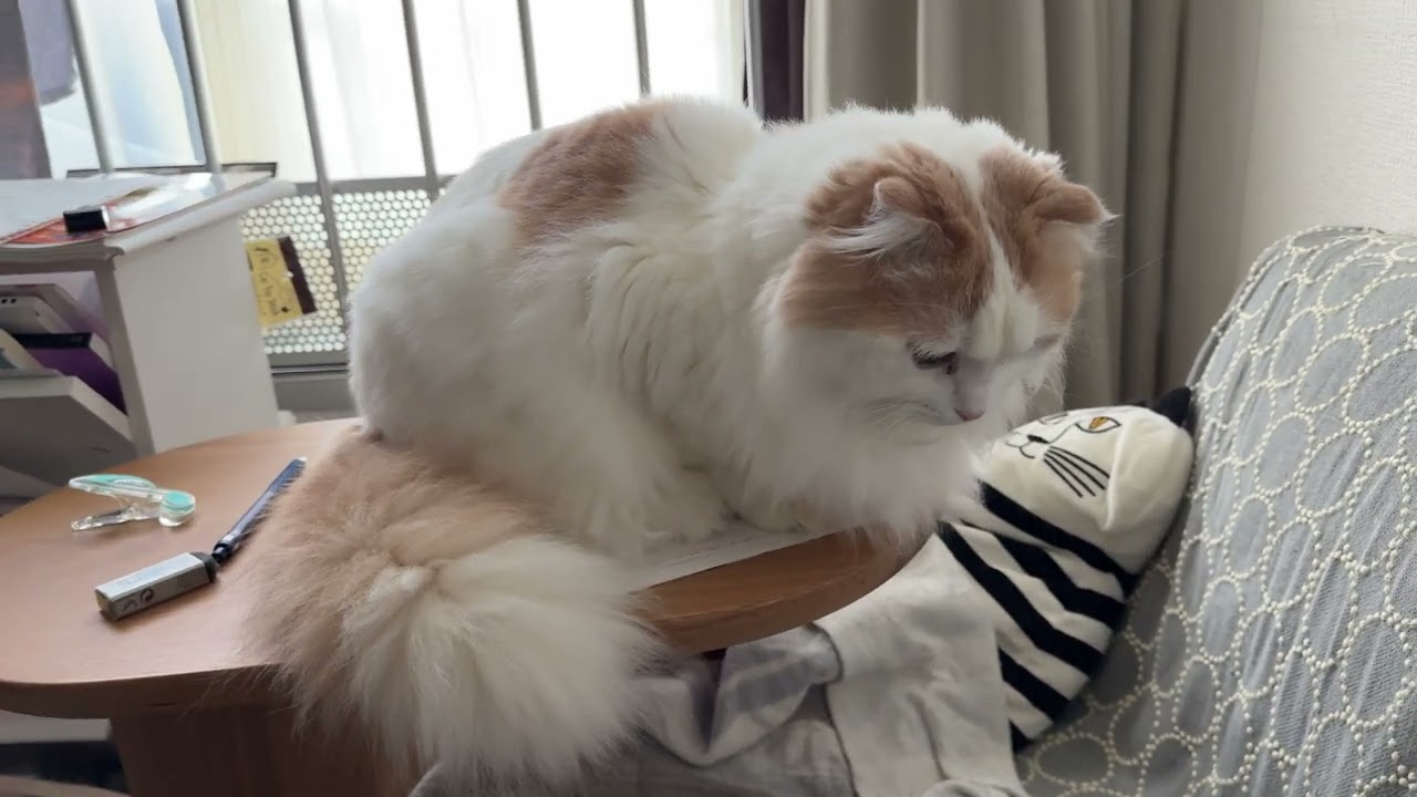 テーブルの上に置き物のように鎮座する猫神様 -Kohaku sits on the table like a decorative ornament.