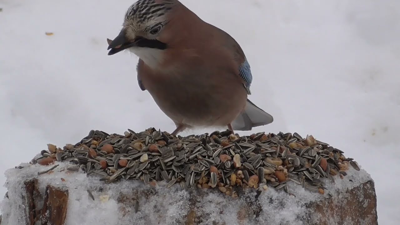 EURASIAN JAY, COAL TIT, GREAT TIT AND BULLFINCH. JANUARY 18. NORWAY. 