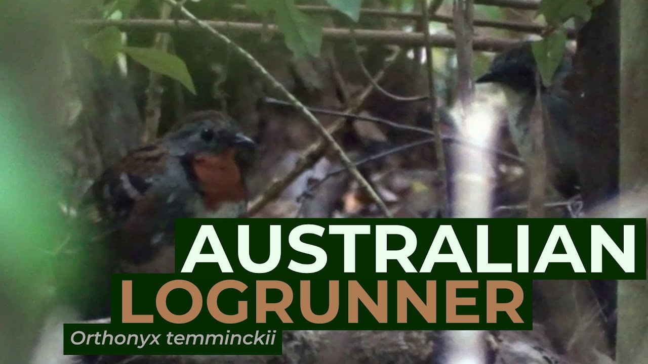 Australian Logrunner (Orthonyx temminckii) | Woolgoolga Creek Picnic Area, New South Wales AUSTRALIA