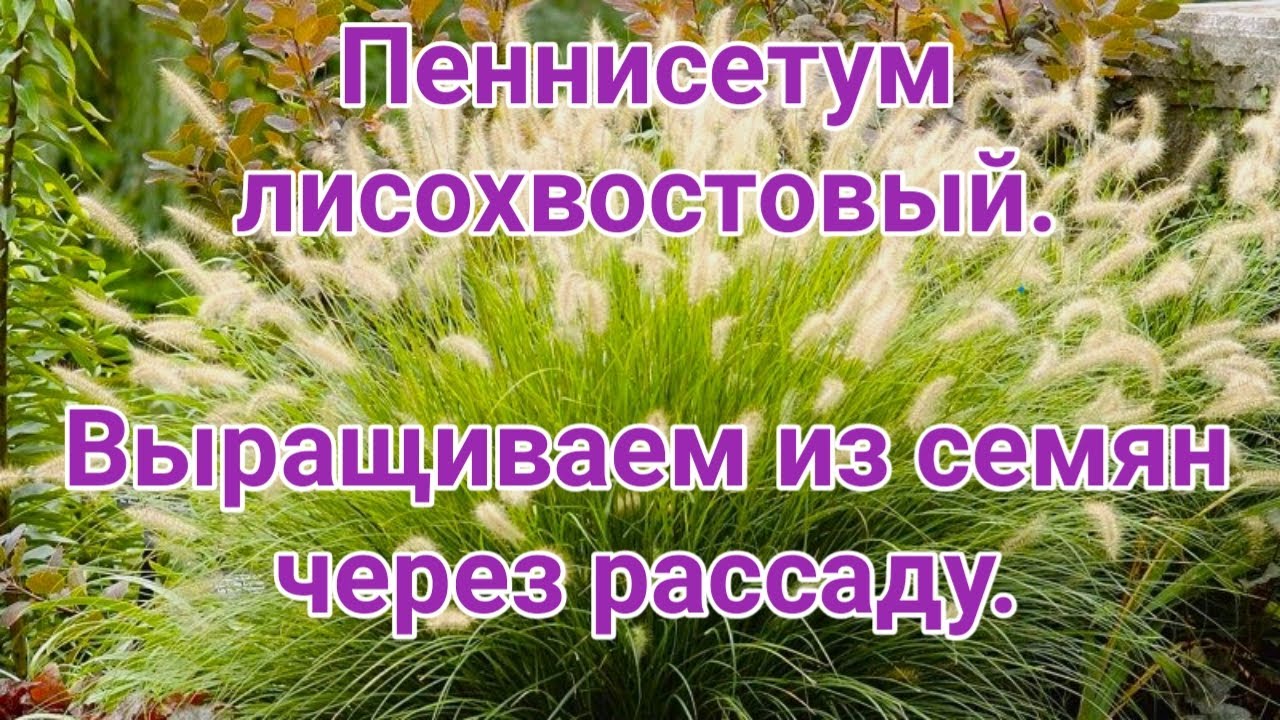 Пеннисетум лисохвостовый.  Выращиваем из семян через рассаду