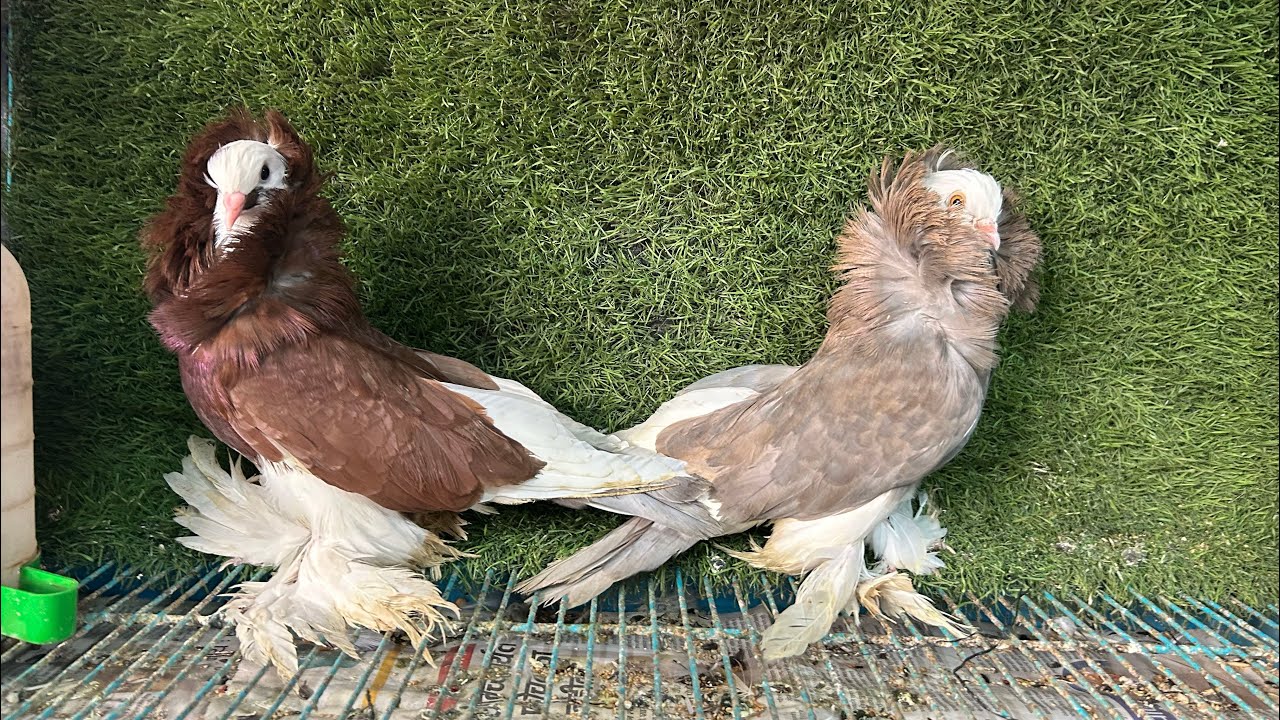 Top class udan and fancy pigeon mumbai biggest stock 