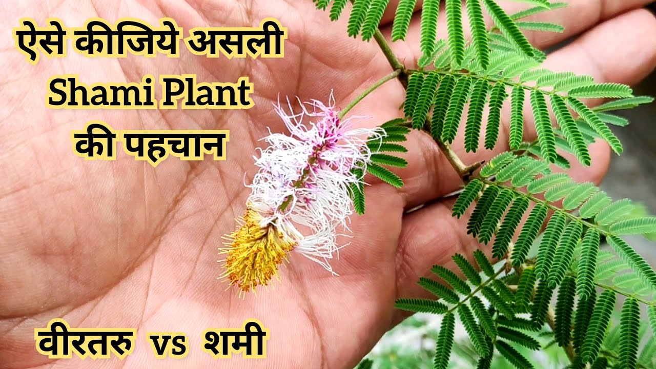 Ek cheej se kijie Shami paudhe ki asli pehchaan, वीरतारु vs शमी प्लांट, Shami plant care