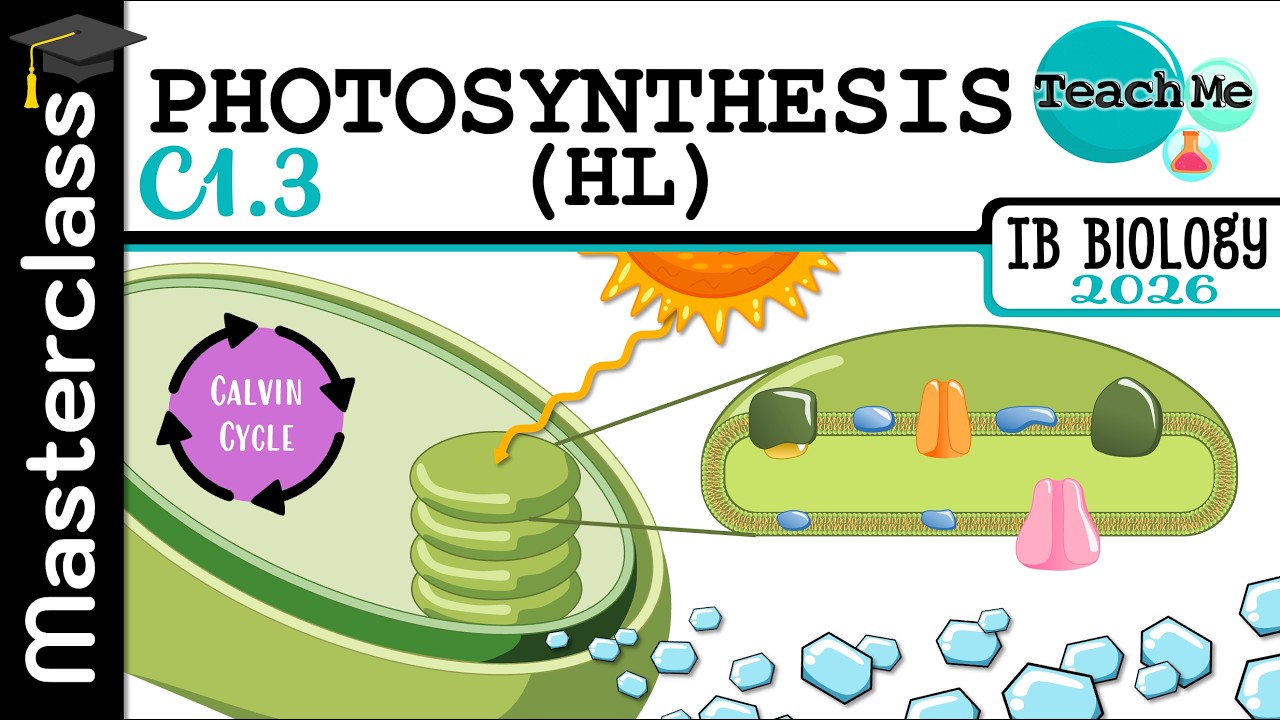 (C1.3) - Photosynthesis - IB Biology (HL)