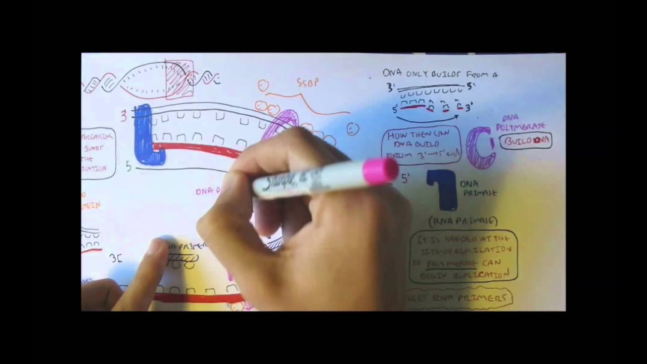 DNA replication