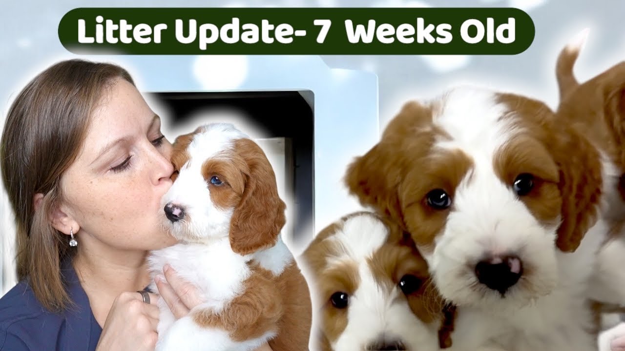 Mini Goldendoodles Are 7 Weeks Old & Get Their First Vaccine