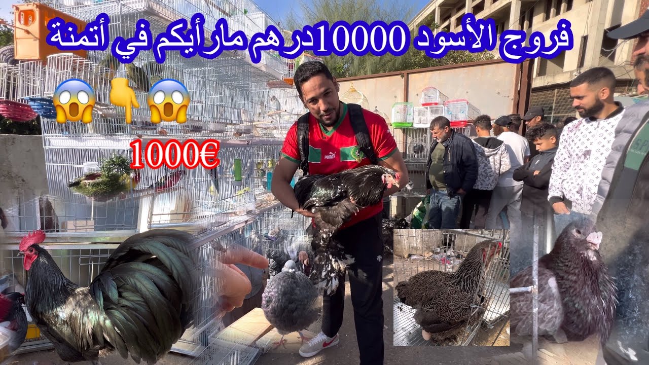 -#youtubeshorts دجاج -#الزينة #وحمام زينة بالمغرب بسوق طنجة فروج الأسود👇😱 10000درهم مارأيكم في أتمنة