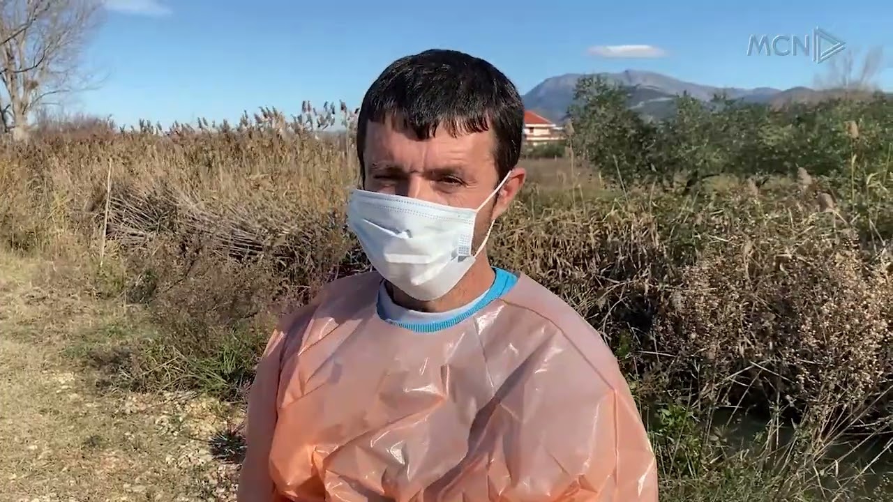 Murtaja afrikane, ngrordhin 50 derra / Ministria ndalon trëgetimin e mishit