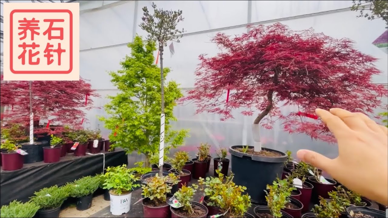 春天花店的日本枫树 - 尺寸大，价格嗨
