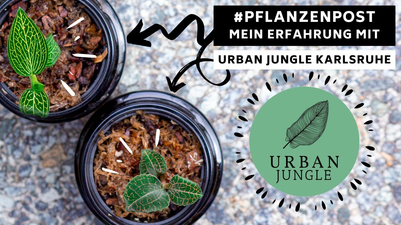 #Pflanzenpost : Ich bestelle Pflanzen bei 