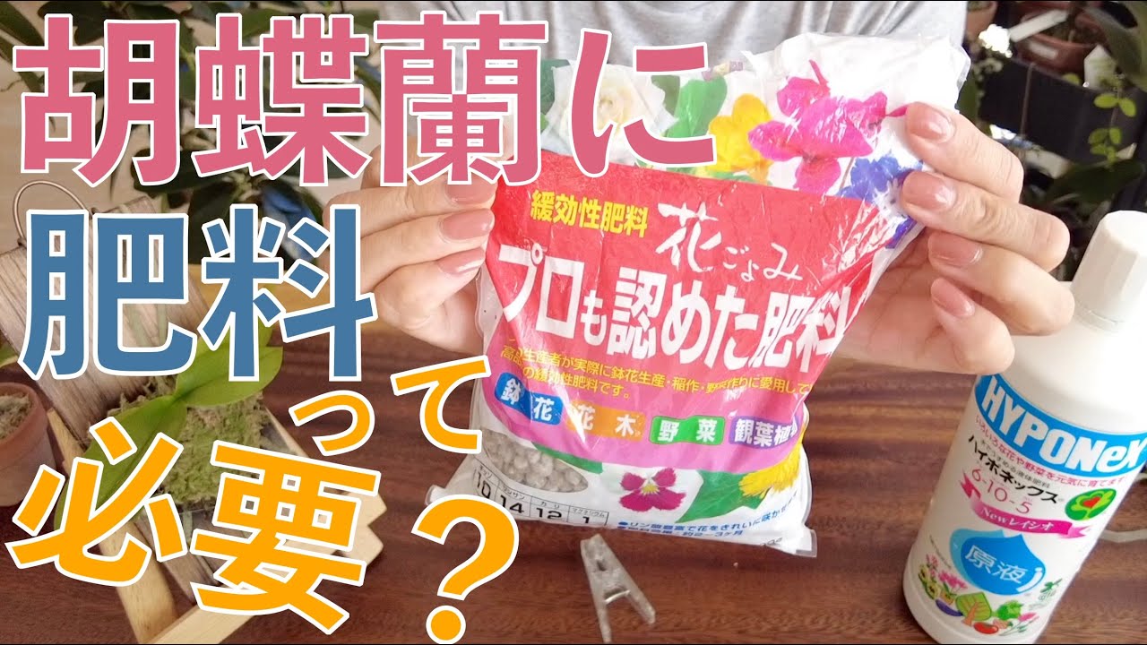 【結果が凄かった】初めて1シーズン胡蝶蘭に肥料をあげてみた結果