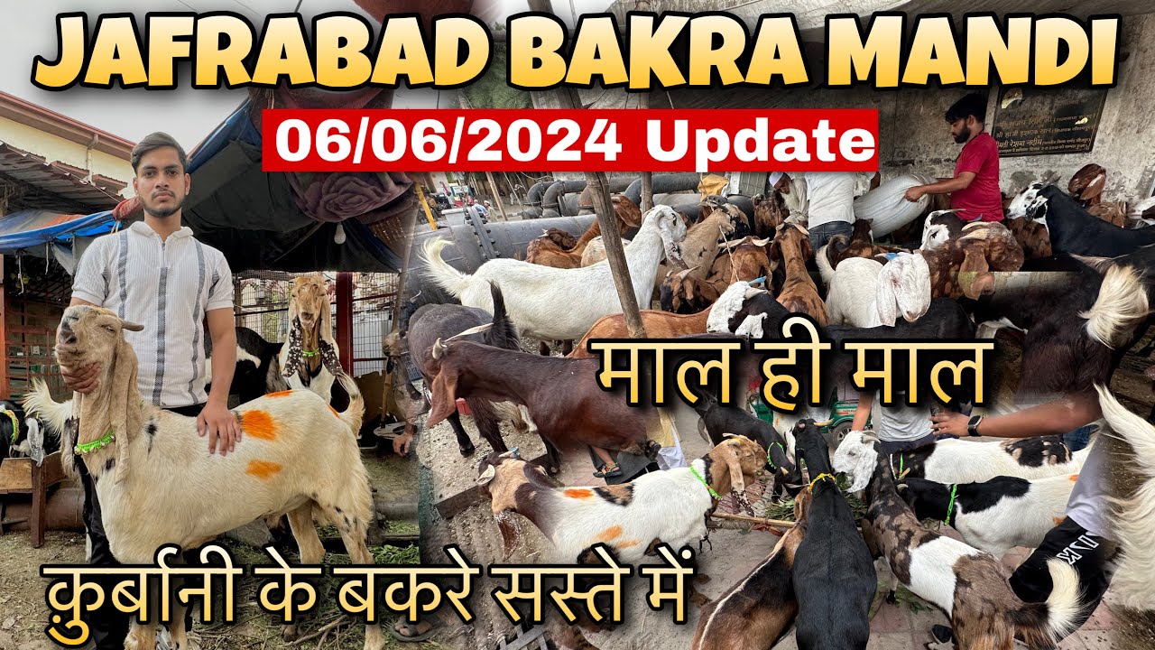 Jafrabad Bakra Mandi 2024 🔥Latest Video | दिल्ली की सबसे सस्ती बकरा मंडी | Bakra Mandi Delhi 2024